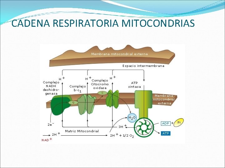 CADENA RESPIRATORIA MITOCONDRIAS 