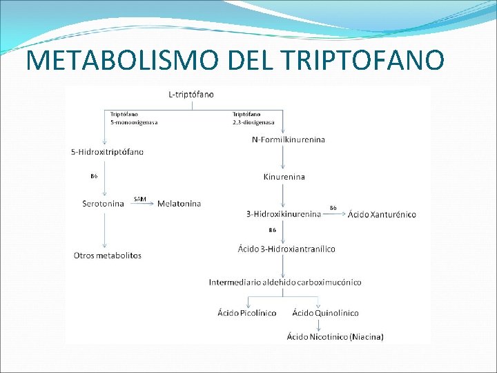 METABOLISMO DEL TRIPTOFANO 