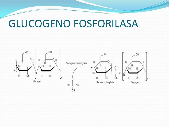 GLUCOGENO FOSFORILASA 