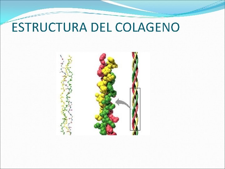 ESTRUCTURA DEL COLAGENO 