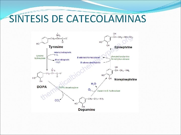 SINTESIS DE CATECOLAMINAS 
