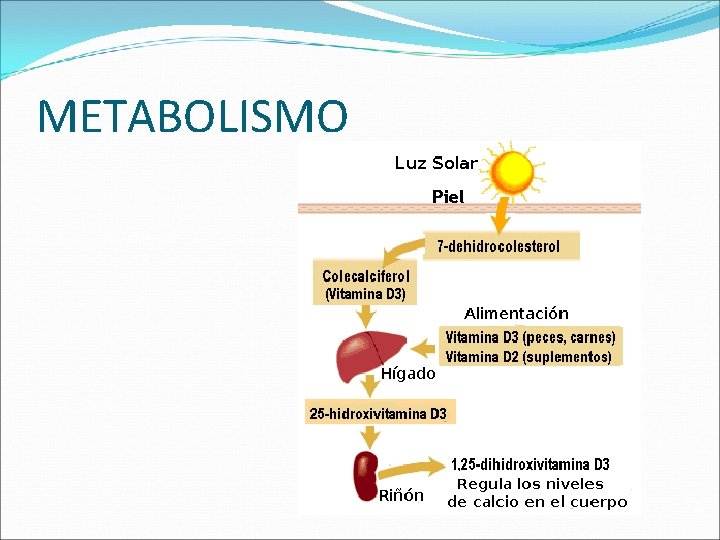 METABOLISMO 