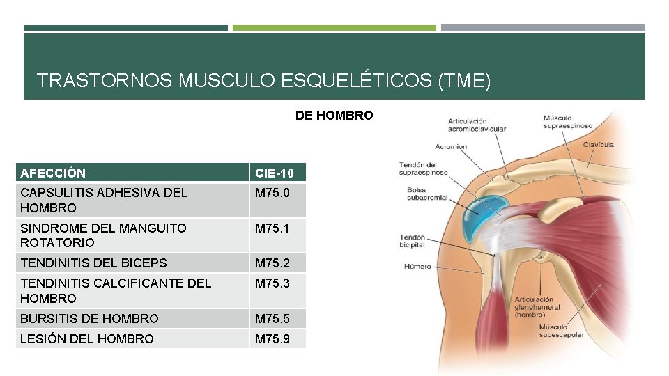 TRASTORNOS MUSCULO ESQUELÉTICOS (TME) DE HOMBRO AFECCIÓN CIE-10 CAPSULITIS ADHESIVA DEL HOMBRO M 75. TRASTORNOS MUSCULO ESQUELÉTICOS (TME) DE HOMBRO AFECCIÓN CIE-10 CAPSULITIS ADHESIVA DEL HOMBRO M 75.