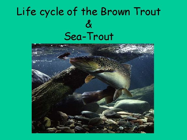 Life cycle of the Brown Trout & Sea-Trout 