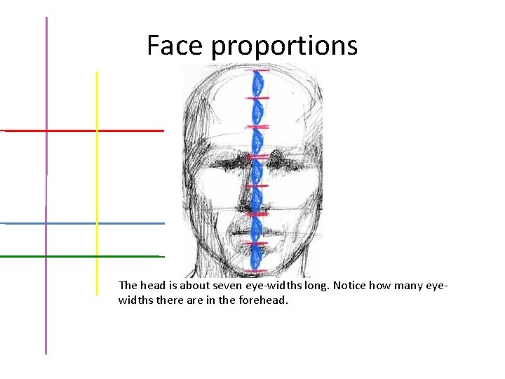 Face proportions The head is about seven eye-widths long. Notice how many eyewidths there