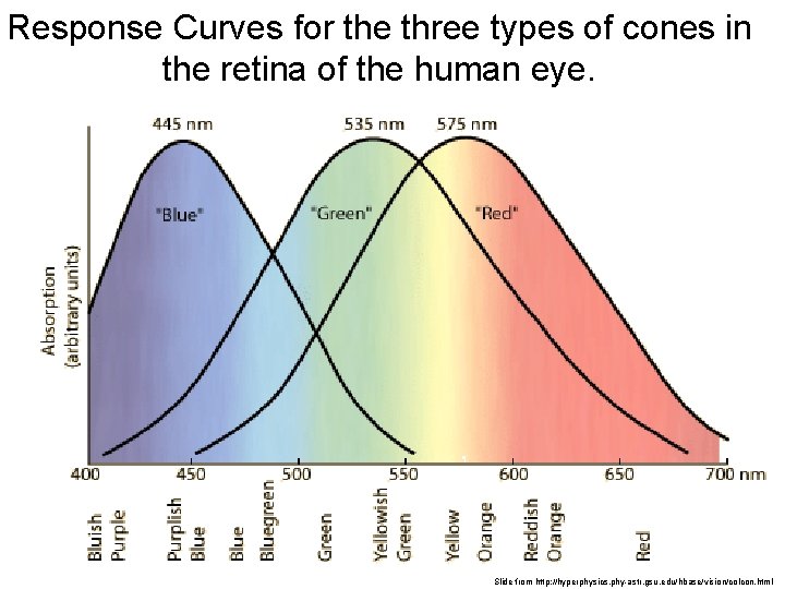 Response Curves for the three types of cones in the retina of the human