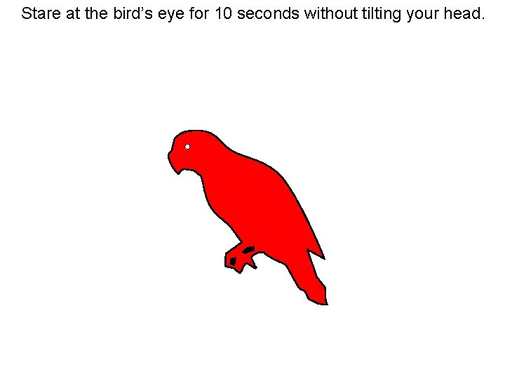 Use both eyes, stare at the parrot’s eye for 15 seconds or so Stare