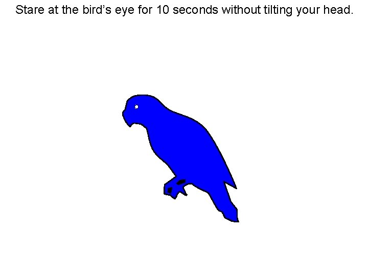 Use both eyes, stare at the parrot’s eye for 20 seconds or so Stare