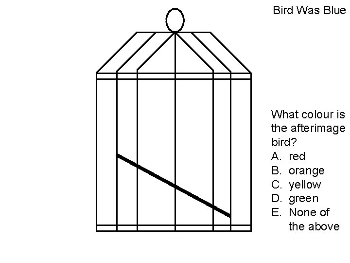 Bird Was Blue What colour is the afterimage bird? A. red B. orange C.