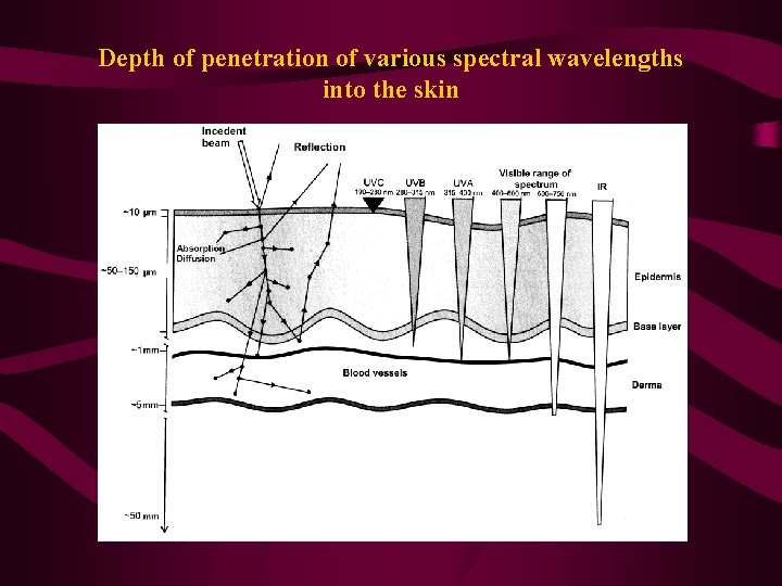 Depth of penetration of various spectral wavelengths into the skin 