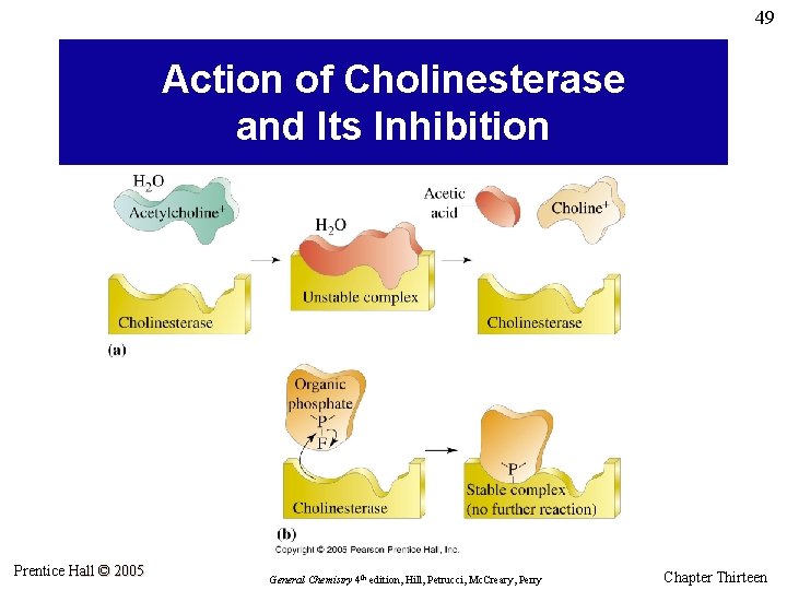 49 Action of Cholinesterase and Its Inhibition Prentice Hall © 2005 General Chemistry 4