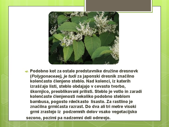 Podobno kot za ostale predstavnike družine dresnovk (Polygonaceae), je tudi za japonski dresnik značilno