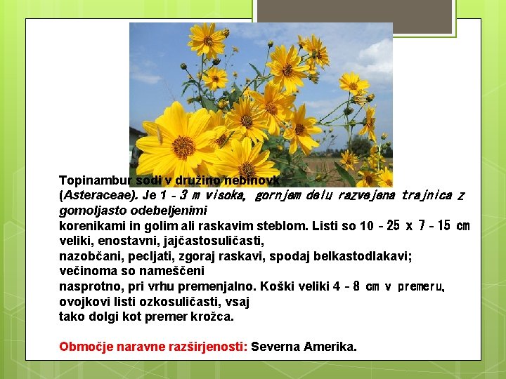 Topinambur sodi v družino nebinovk (Asteraceae). Je 1‐ 3 m visoka, gornjem delu razvejena
