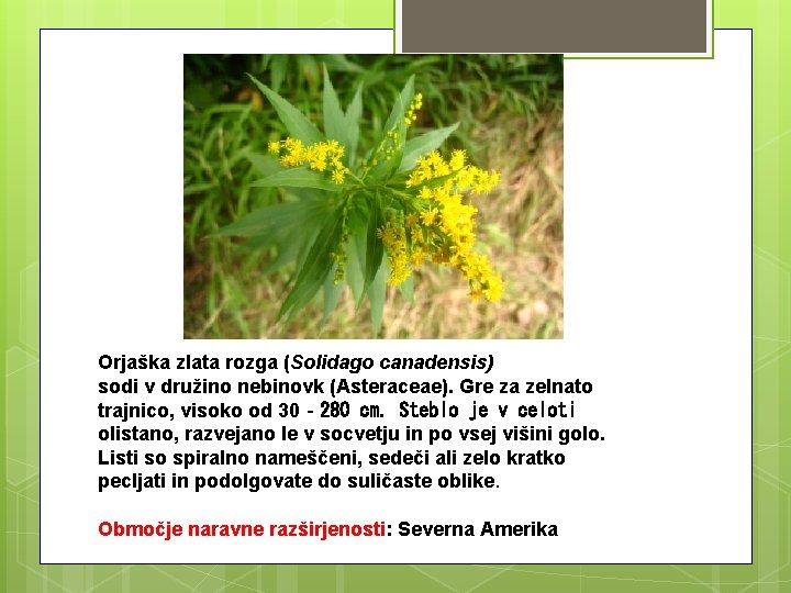 Orjaška zlata rozga (Solidago canadensis) sodi v družino nebinovk (Asteraceae). Gre za zelnato trajnico,