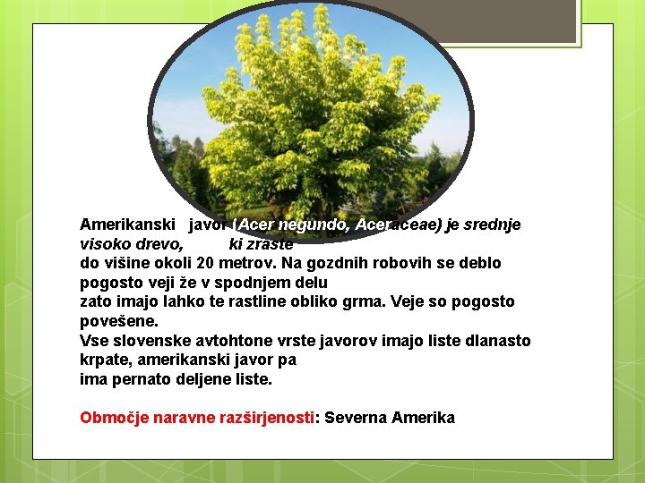 Amerikanski javor (Acer negundo, Aceraceae) je srednje visoko drevo, ki zraste do višine okoli