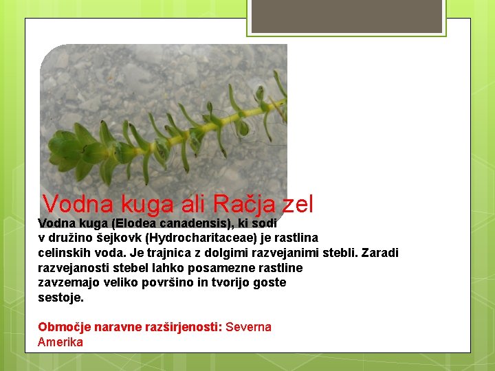 Vodna kuga ali Račja zel Vodna kuga (Elodea canadensis), ki sodi v družino šejkovk