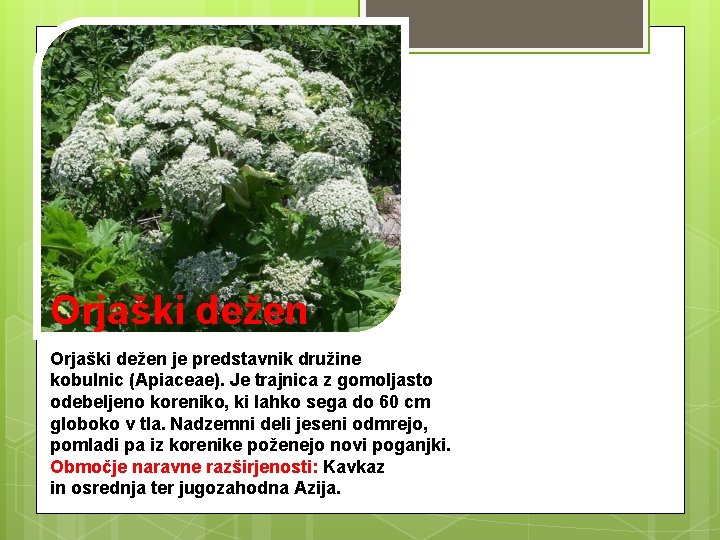 Orjaški dežen je predstavnik družine kobulnic (Apiaceae). Je trajnica z gomoljasto odebeljeno koreniko, ki