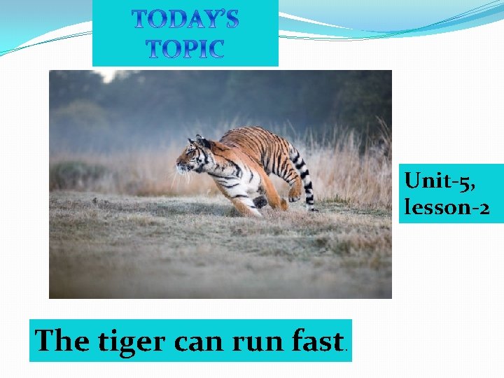 Unit-5, lesson-2 The tiger can run fast. 