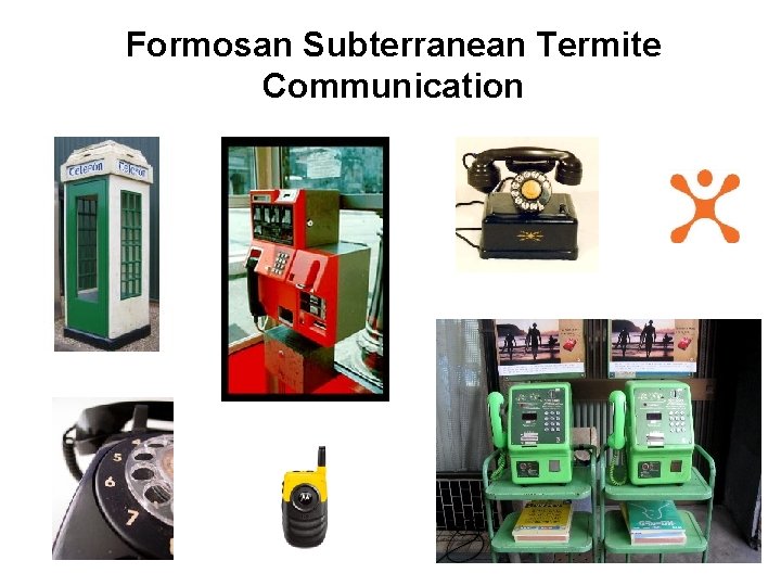 Formosan Subterranean Termite Communication 