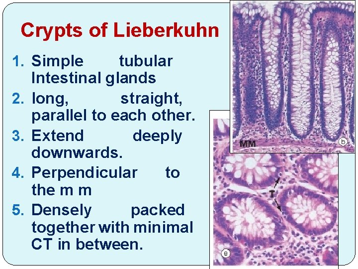 Crypts of Lieberkuhn 1. Simple tubular Intestinal glands 2. long, straight, parallel to each