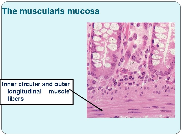 The muscularis mucosa Inner circular and outer longitudinal muscle fibers 