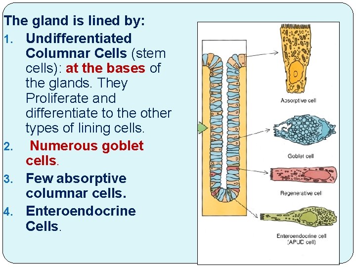 The gland is lined by: 1. Undifferentiated Columnar Cells (stem cells): at the bases