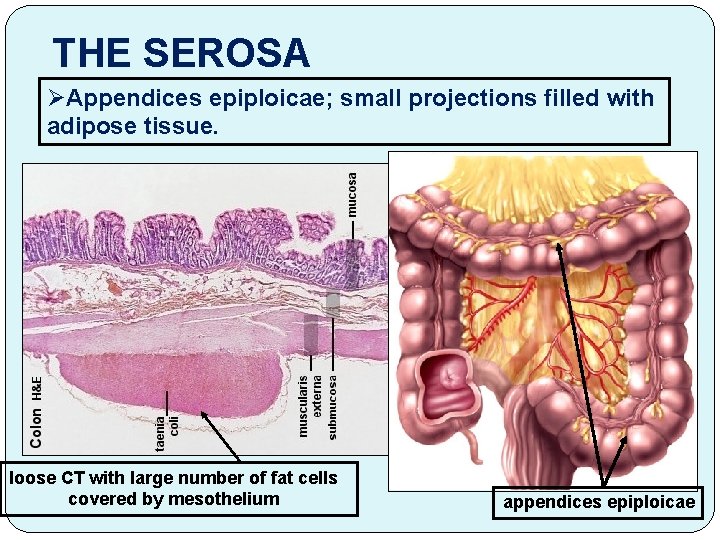 THE SEROSA ØAppendices epiploicae; small projections filled with adipose tissue. loose CT with large