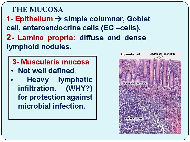 THE MUCOSA 1 - Epithelium simple columnar, Goblet cell, enteroendocrine cells (EC –cells). 2