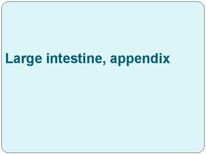 Large intestine, appendix 