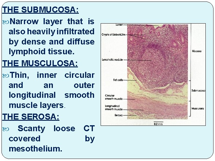 THE SUBMUCOSA: Narrow layer that is also heavily infiltrated by dense and diffuse lymphoid