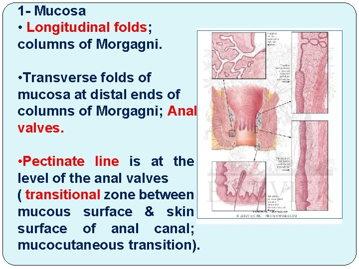 1 - Mucosa • Longitudinal folds; columns of Morgagni. • Transverse folds of mucosa