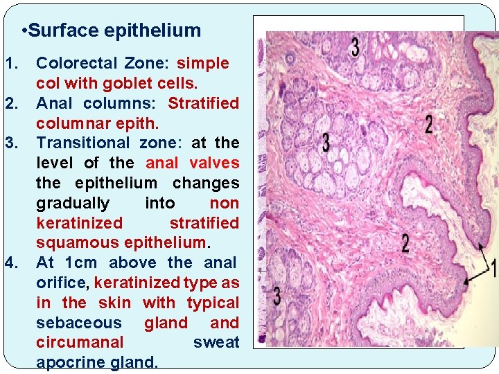  • Surface epithelium 1. 2. 3. 4. Colorectal Zone: simple col with goblet