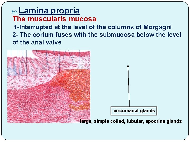  Lamina propria The muscularis mucosa 1 -Interrupted at the level of the columns