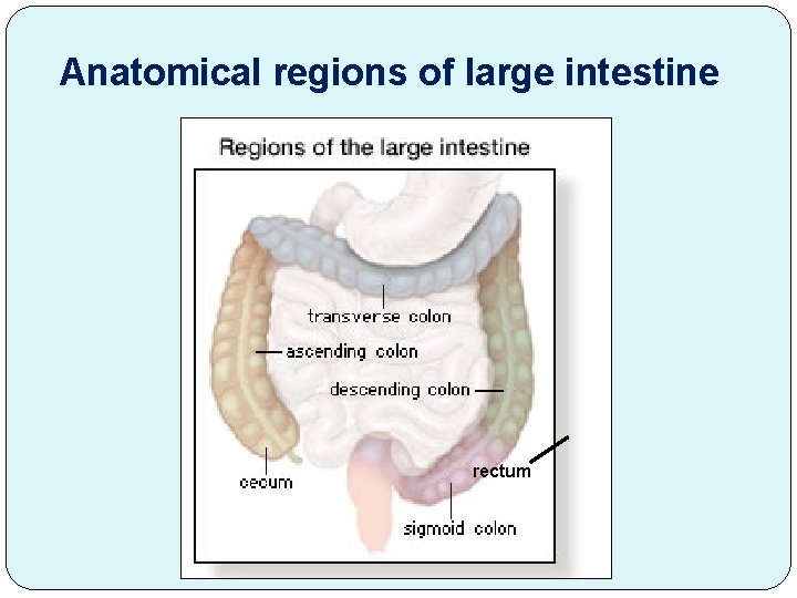 Anatomical regions of large intestine rectum 