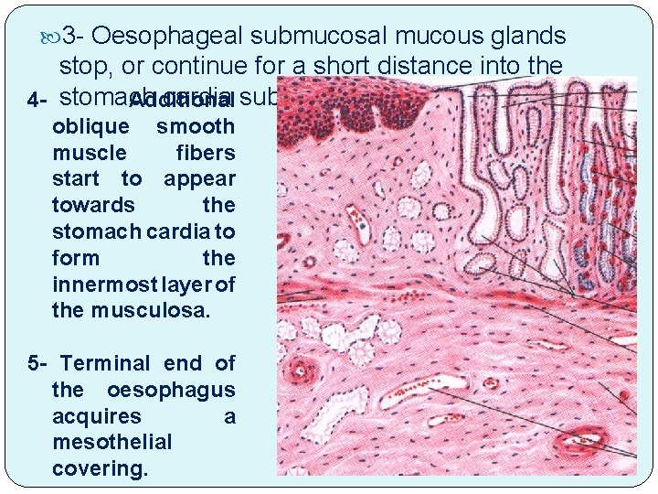  3 - Oesophageal submucosal mucous glands stop, or continue for a short distance
