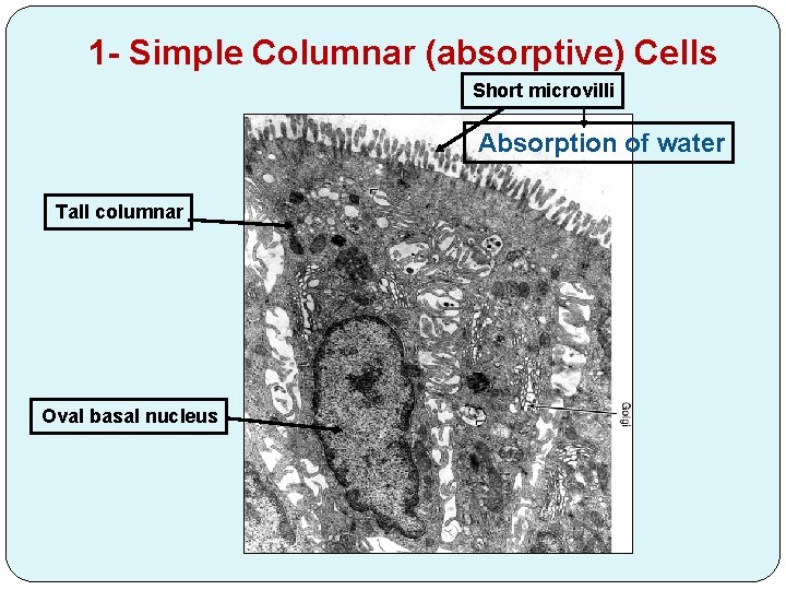 1 - Simple Columnar (absorptive) Cells Short microvilli Absorption of water Tall columnar Oval