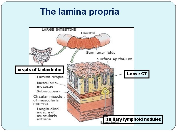 The lamina propria crypts of Lieberkuhn Loose CT solitary lymphoid nodules 