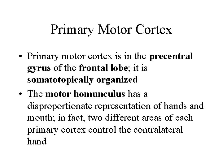 Primary Motor Cortex • Primary motor cortex is in the precentral gyrus of the