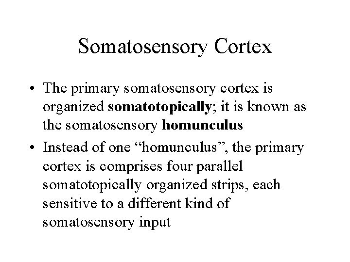 Somatosensory Cortex • The primary somatosensory cortex is organized somatotopically; it is known as