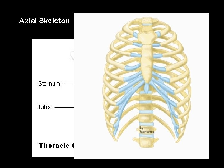 Axial Skeleton 