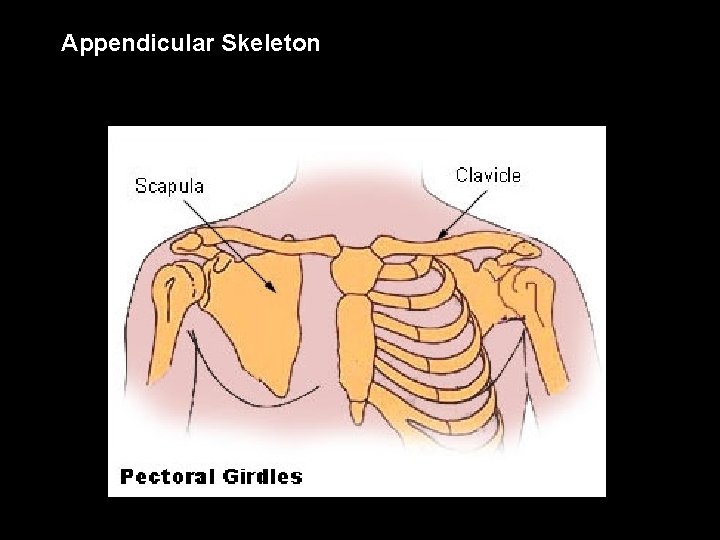 Appendicular Skeleton 