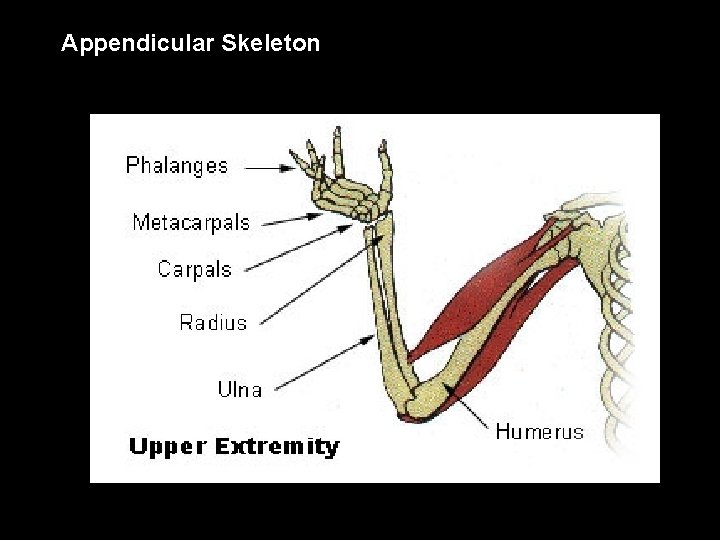 Appendicular Skeleton 