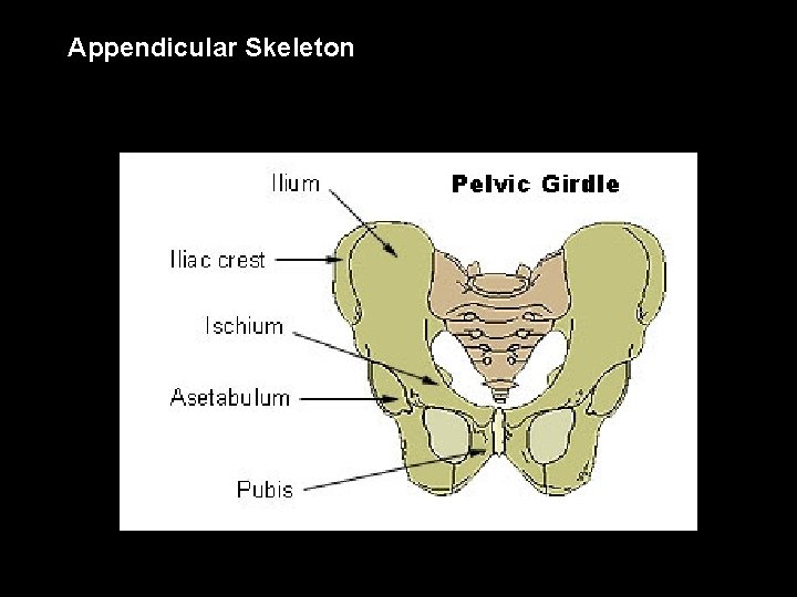 Appendicular Skeleton 