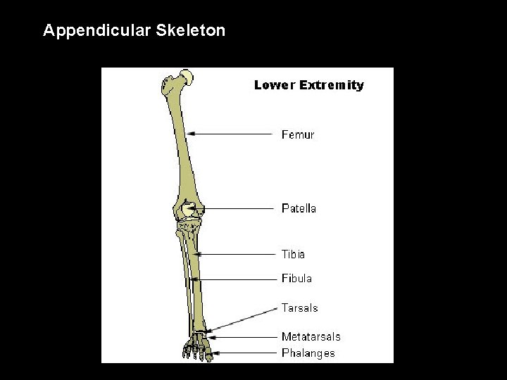 Appendicular Skeleton 