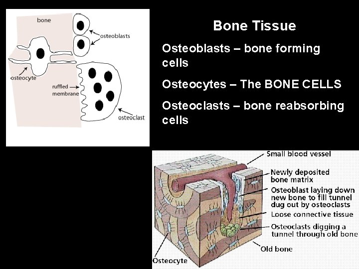 Bone Tissue Osteoblasts – bone forming cells Osteocytes – The BONE CELLS Osteoclasts –