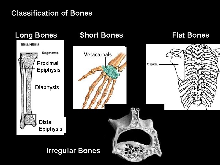 Classification of Bones Long Bones Short Bones Proximal Epiphysis Diaphysis Distal Epiphysis Irregular Bones