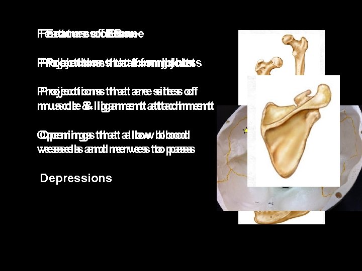 Featuresof Bone Features ofof. Bone Projectionsthatformjoints Projections that form joints Projectionsthatare aresitesof of muscle&&ligamentattachment