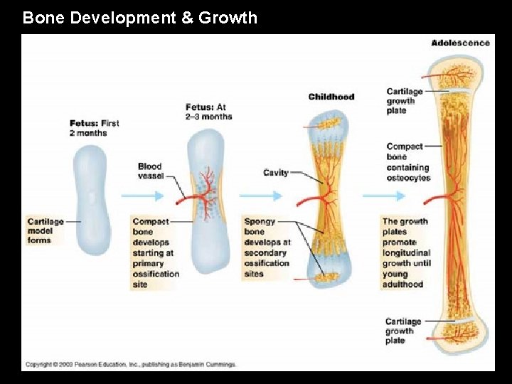 Bone Development & Growth 