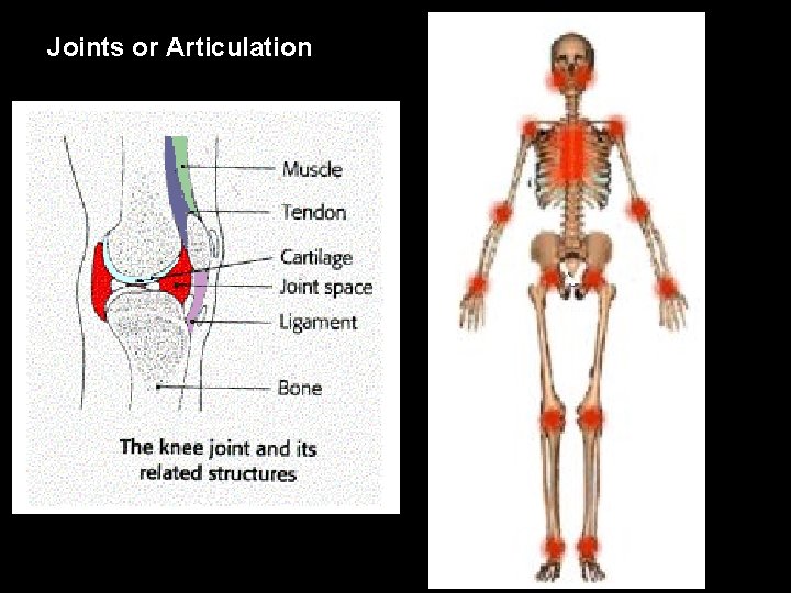 Joints or Articulation 