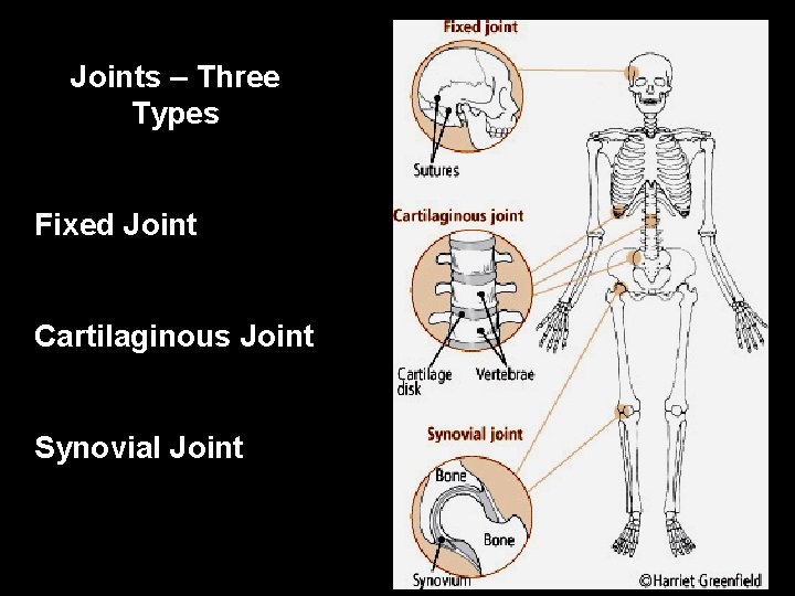 Joints – Three Types Fixed Joint Cartilaginous Joint Synovial Joint 